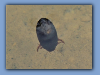 Predaceous diving beetle seen in pond close to Hetton House Wood on 5th June 2019 2.jpg